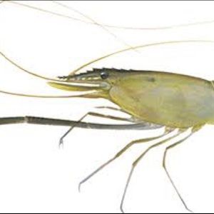 Meet your Posher, Zane